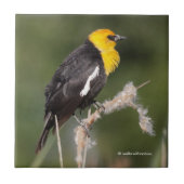 Opvallend gele zwarte vogel in de moeras tegeltje (Voorkant)