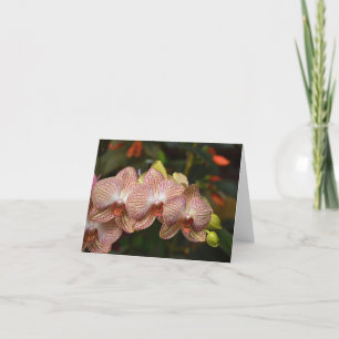 Opvallend koord van Orchids Nota Kaart
