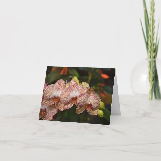 Opvallend koord van Orchids Nota Kaart (Voorkant)