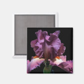 Opvallend Paars Iris Magneet (Voorkant / Achterkant)