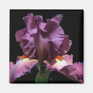 Opvallend Paars Iris Magneet