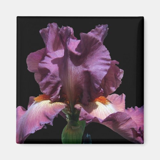 Opvallend Paars Iris Magneet (Voorkant)