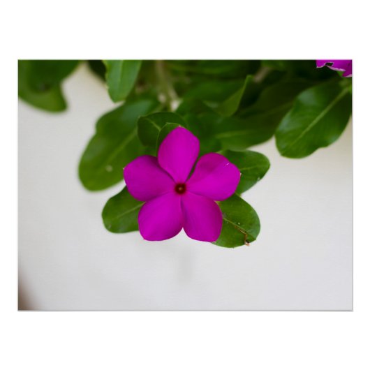 Opvallend roze Madagaskar Periwinkle Flower Print Perfect Poster (Voorkant)