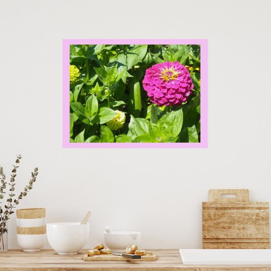 Opvallend roze Zinnia Poster (Keuken)