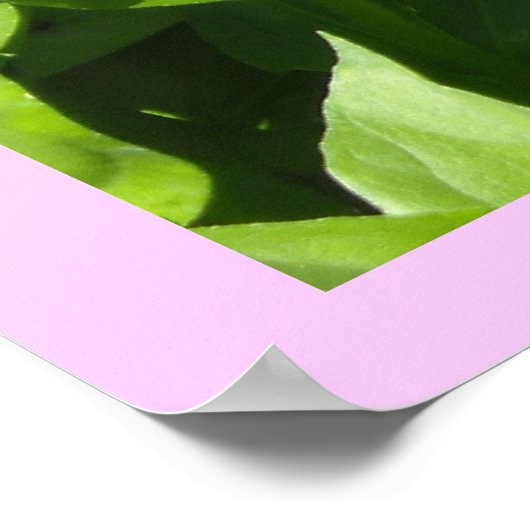 Opvallend roze Zinnia Poster (Hoek)