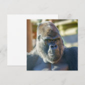 Opvallend Silverback (Voorkant / Achterkant)