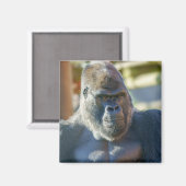 Opvallend Silverback Magneet (Voorkant / Achterkant)