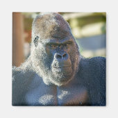 Opvallend Silverback Magneet (Voorkant)