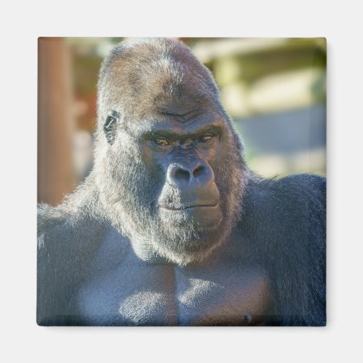 Opvallend Silverback Magneet (Voorkant)