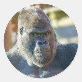 Opvallend Silverback Ronde Sticker (Voorkant)