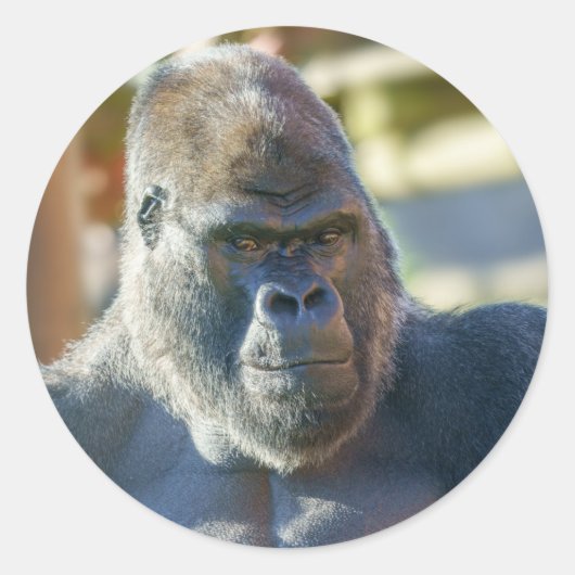 Opvallend Silverback Ronde Sticker (Voorkant)