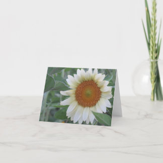 Opvallend Witte zonnebloem Opmerking Kaart