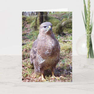 Opvallende Portret van een Gewone Buizerd Roofvoge Kaart