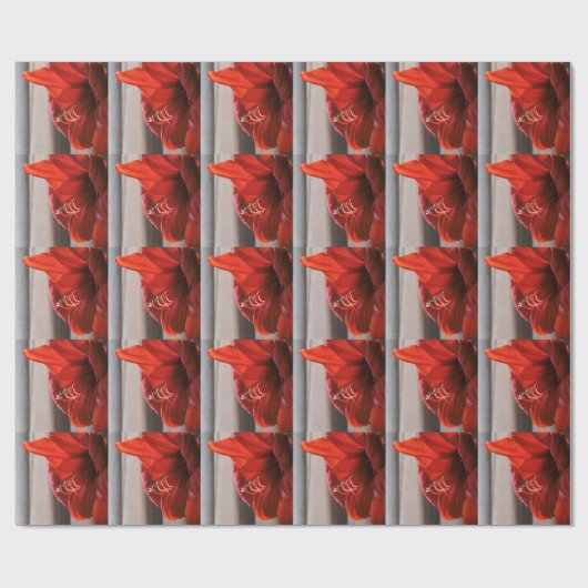 Opvallende rode lion Amaryllis Foto Cadeaupapier (Vlak)