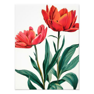 Opvallende rode tulpen op wit foto afdruk