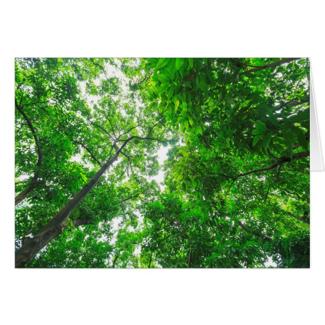 Opwaartse zicht op bomen (Voorkant Horizontaal)