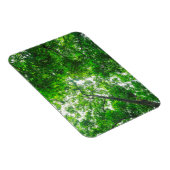 Opwaartse zicht op bomen magneet (Rechterzijde)