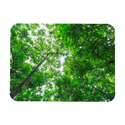 Opwaartse zicht op bomen magneet (Horizontaal)