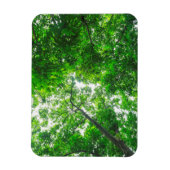 Opwaartse zicht op bomen magneet (Verticaal)
