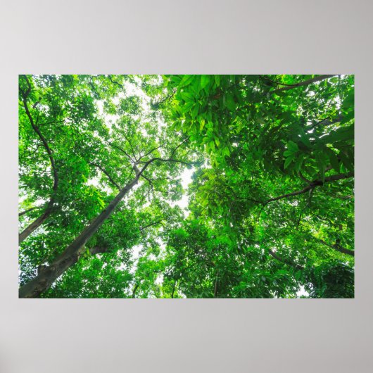 Opwaartse zicht op bomen poster (Voorkant)