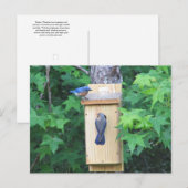 Opwarming van het oosterse blauwe vogelhuis briefkaart (Voorkant / Achterkant)