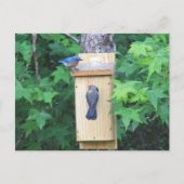 Opwarming van het oosterse blauwe vogelhuis briefkaart (Voorkant)