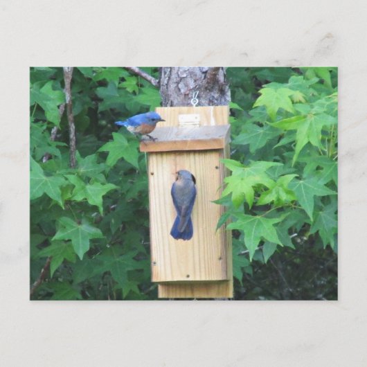Opwarming van het oosterse blauwe vogelhuis briefkaart (Voorkant)