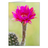 Opwindende antimaterie Cactus Bloom (Voorkant)