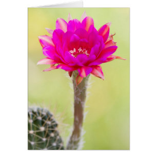 Opwindende antimaterie Cactus Bloom