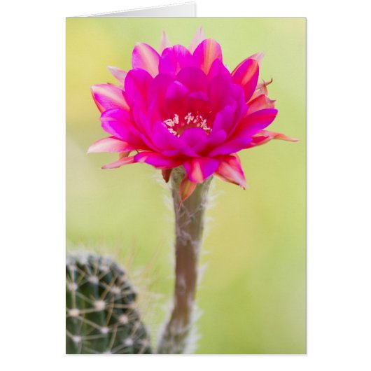Opwindende antimaterie Cactus Bloom (Voorkant)