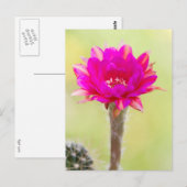 Opwindende antimaterie Cactus Bloom Briefkaart (Voorkant / Achterkant)