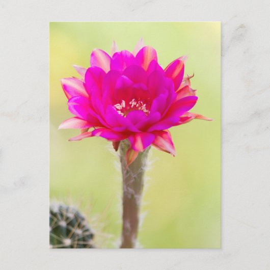 Opwindende antimaterie Cactus Bloom Briefkaart (Voorkant)