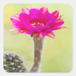 Opwindende antimaterie Cactus Bloom Vierkante Sticker