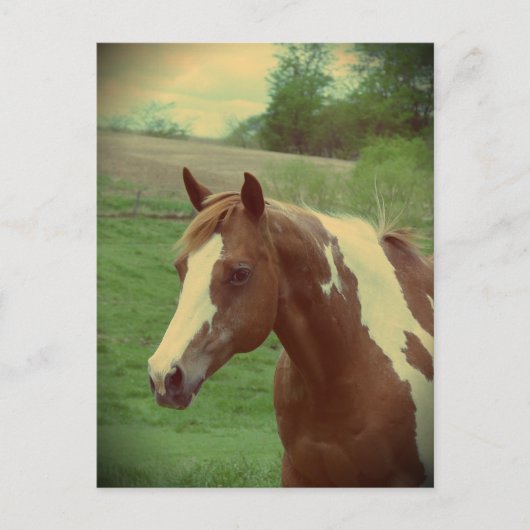 Opzichtige Vintage Briefkaart (Voorkant)