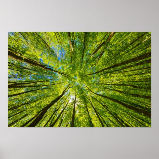 Opzoeken door groene boombladeren poster (Voorkant)