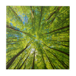 Opzoeken door groene boombladeren tegeltje