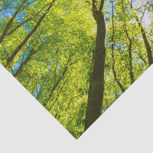 Opzoeken door groene boombladeren tissuepapier (Detail)