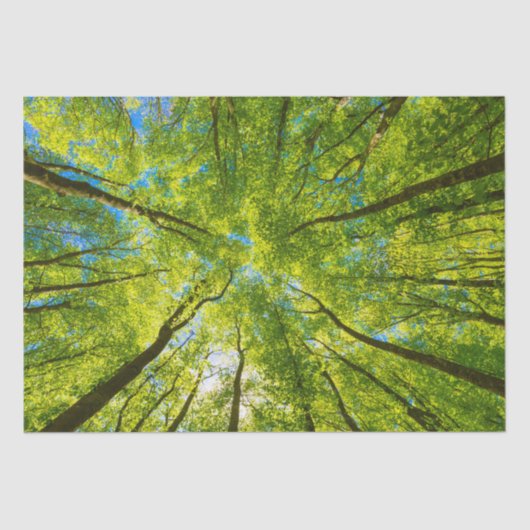 Opzoeken door groene boombladeren tissuepapier (Voorkant)