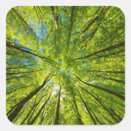 Opzoeken door groene boombladeren vierkante sticker