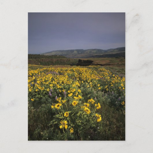 OR, Columbia River Gorge, Rowena Plateau, Tom Briefkaart (Voorkant)