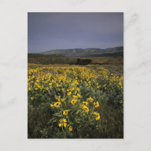 OR, Columbia River Gorge, Rowena Plateau, Tom Briefkaart