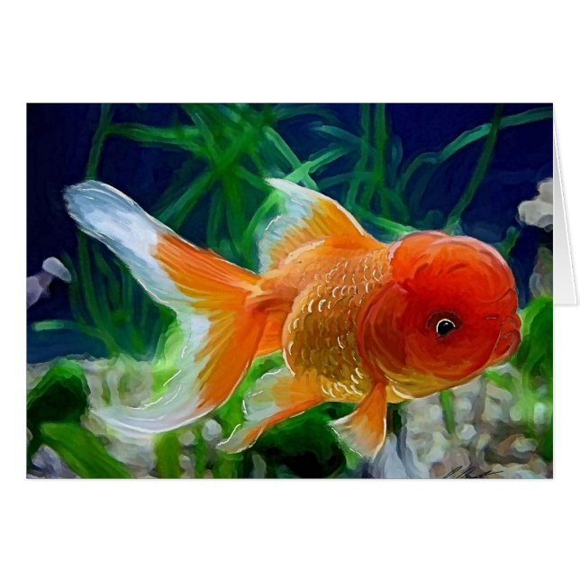 Oranda Goldfish (Voorkant Horizontaal)