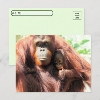 Orandoenduim omhoog Orangutan mama en Baby Briefkaart