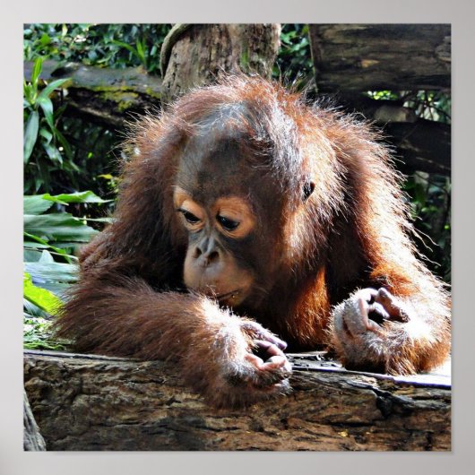Orang baby poster (Voorkant)