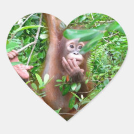 Orang-oetan Baby in Borneo Oerwoud Hart Sticker