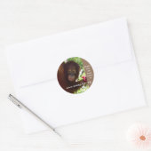 Orang-oetan gaat Ape voor Watermeloen Ronde Sticker (Envelop)