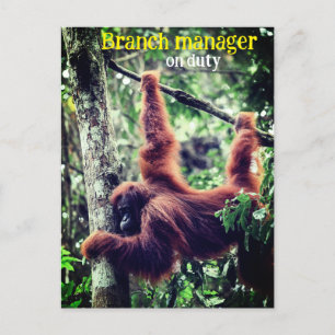Orang-oetan hangend in boom briefkaart