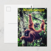 Orang-oetan hangend in boom briefkaart (Voorkant / Achterkant)