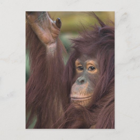 Orang-oetan Kayan Briefkaart (Voorkant)