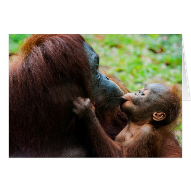Orang-oetan moeder en baby (Voorkant Horizontaal)